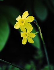 春の花P4300146