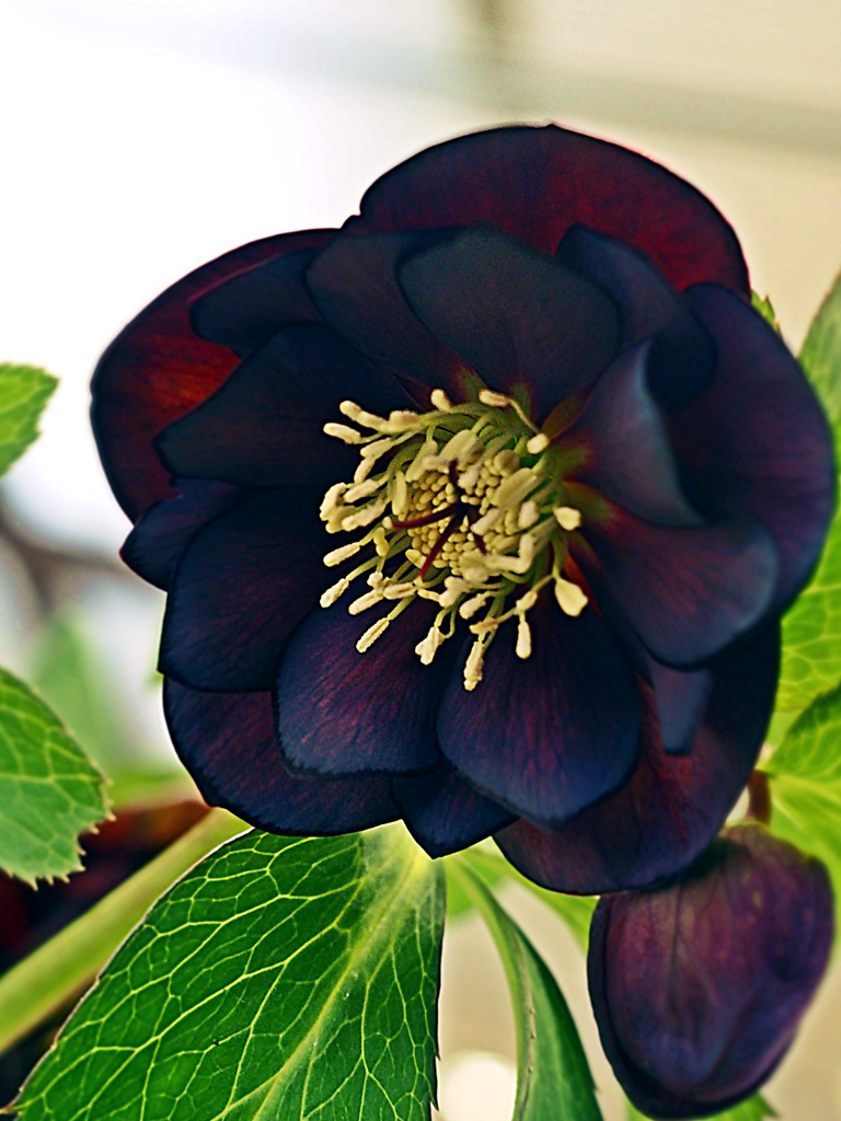 クリスマスローズP2110043