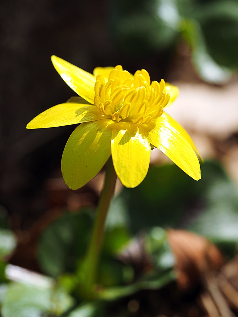 春小花◎