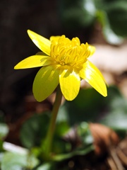 春小花◎