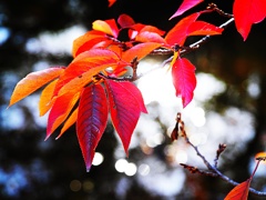 さくら紅葉PB150279