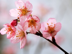 春３月彼岸桜