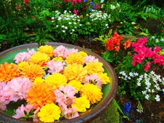 花いっぱい(^^♪