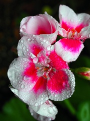 秋雨