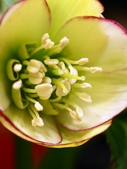 クリスマスローズP2110050