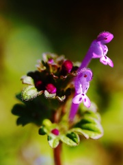 春小花○○○○