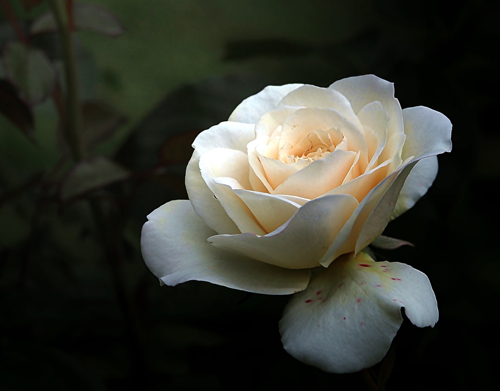 春薔薇3