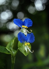 春小花
