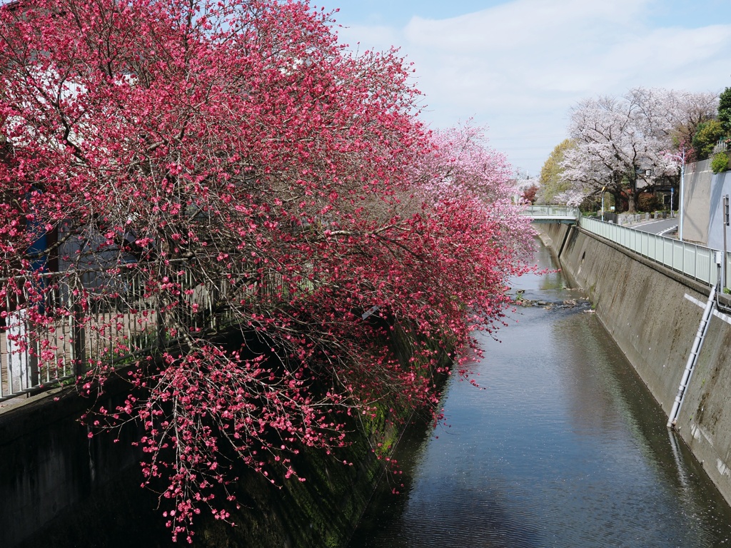 春-神田川
