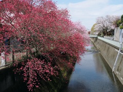 春-神田川