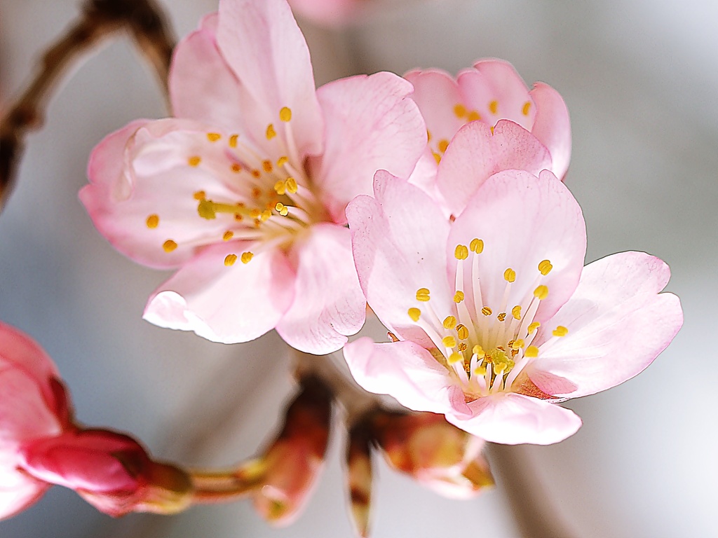 春３月彼岸桜2