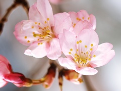 春３月彼岸桜2