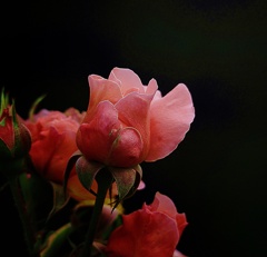 春薔薇1