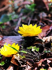 春花4
