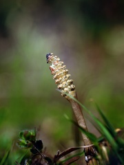 春３月　土筆