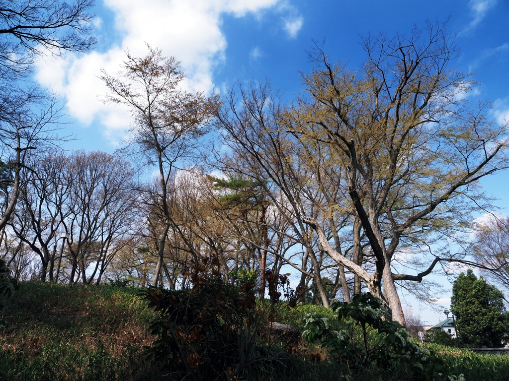 春の青い空