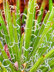 春花3