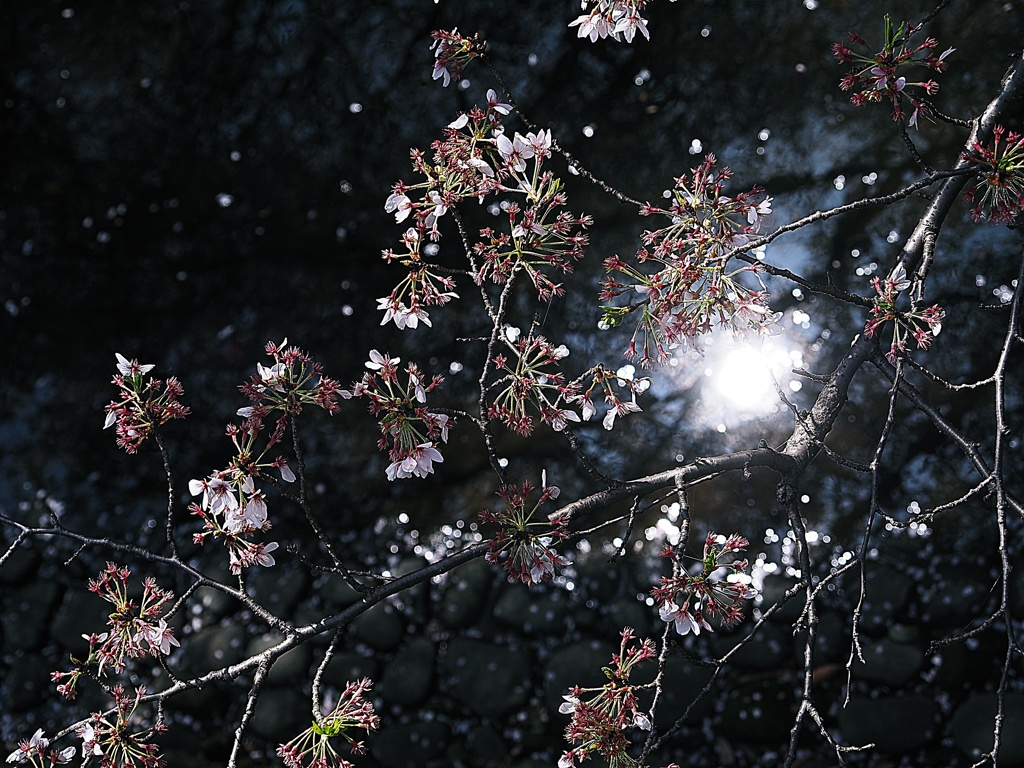 桜散る
