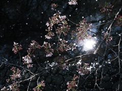 桜散る