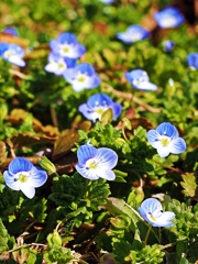 春小花○○
