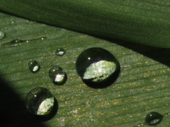 秋雨