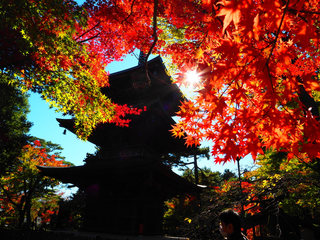 紅葉