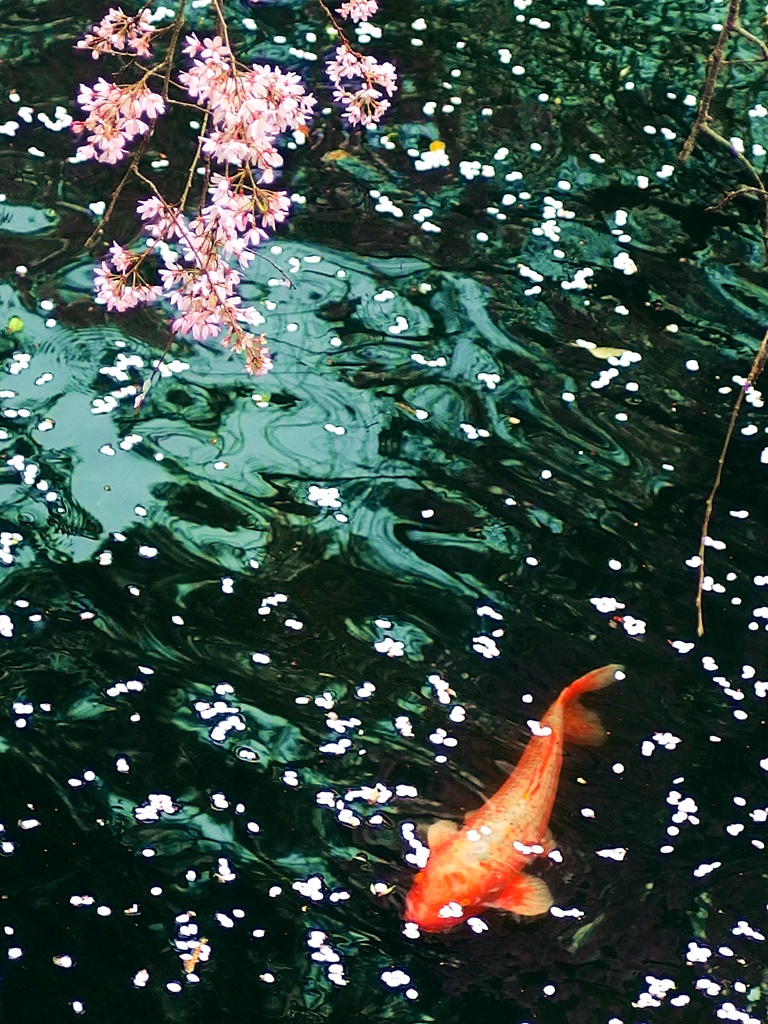 花散らし