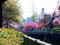 春-神田川2