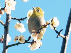 今日の梅じろう2