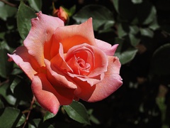春の花P4300113