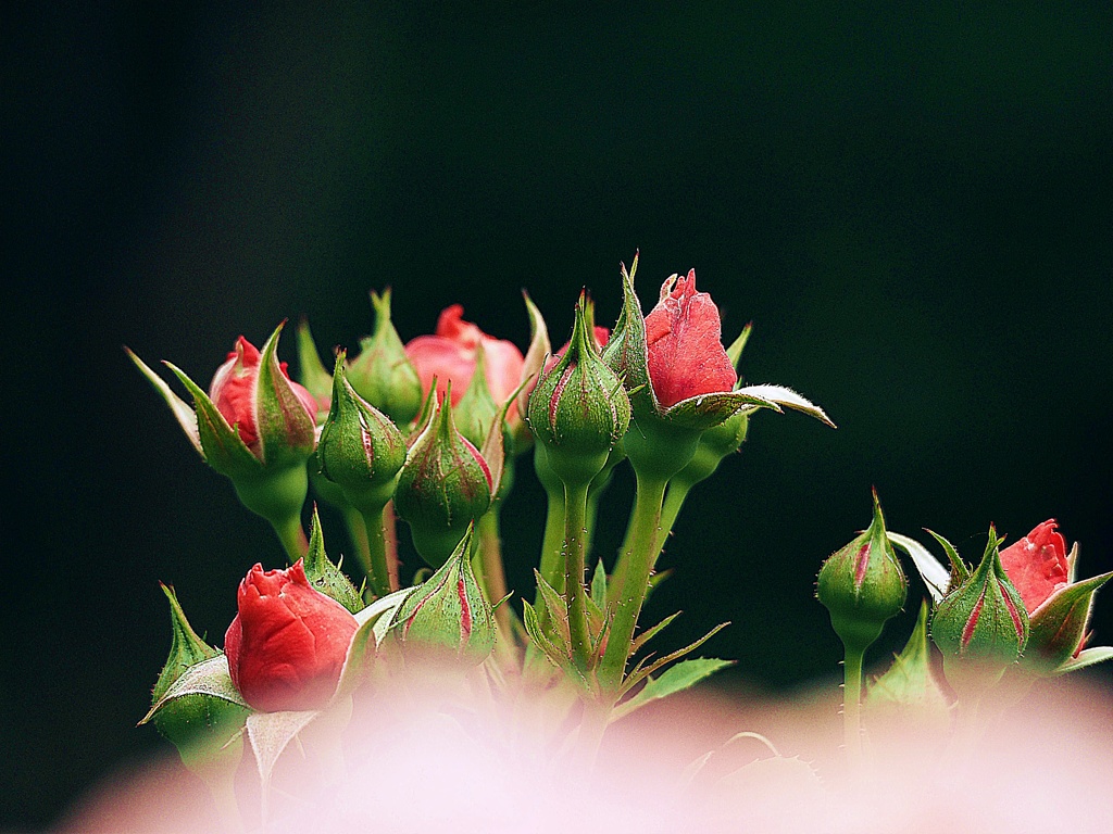 春薔薇2