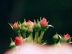 春薔薇2