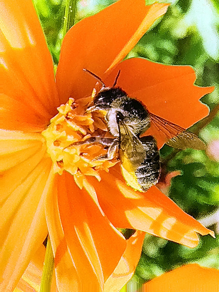 コスモス---スマホ散歩