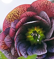 クリスマスローズP2110020