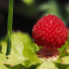 春の花P4300191