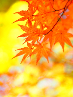 紅葉