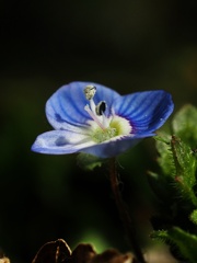 春花