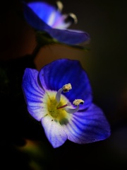 春小花○○◎◎