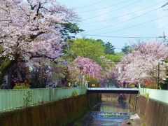 春-神田川3