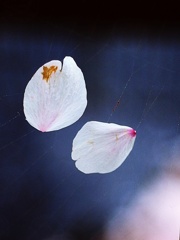 散り花1