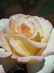 春の花P4300109