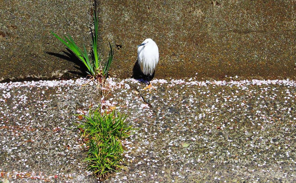 ポツンとシラサギP