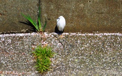 ポツンとシラサギP