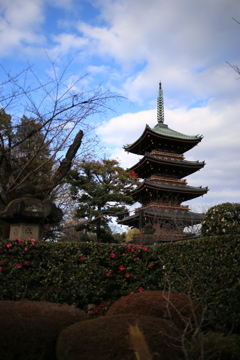 上野東照宮　ぼたん苑７