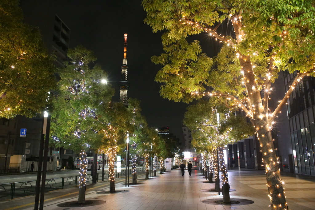 光の街路樹とスカイツリー