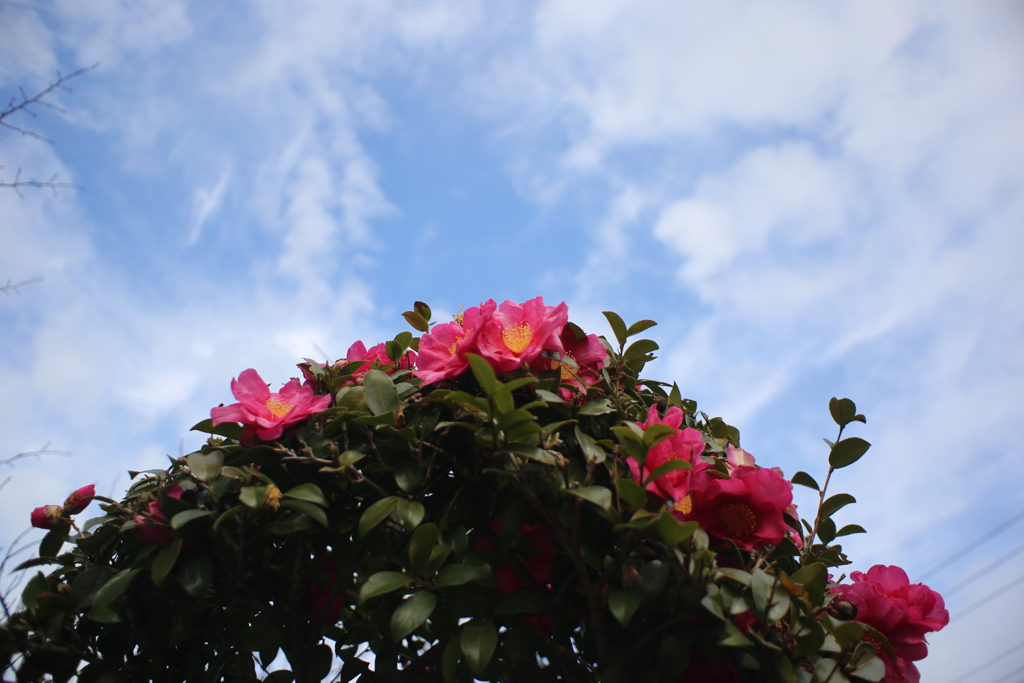 公園に咲く花　大晦日