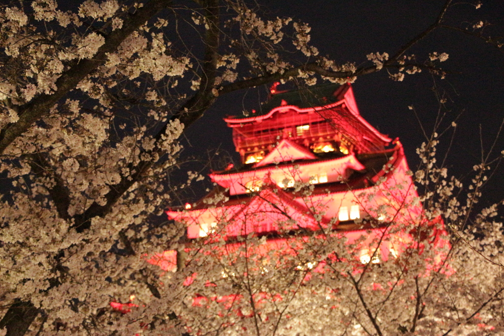 桜ライトアップin大阪城西の丸5-3