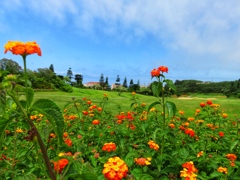 離島の花5-4
