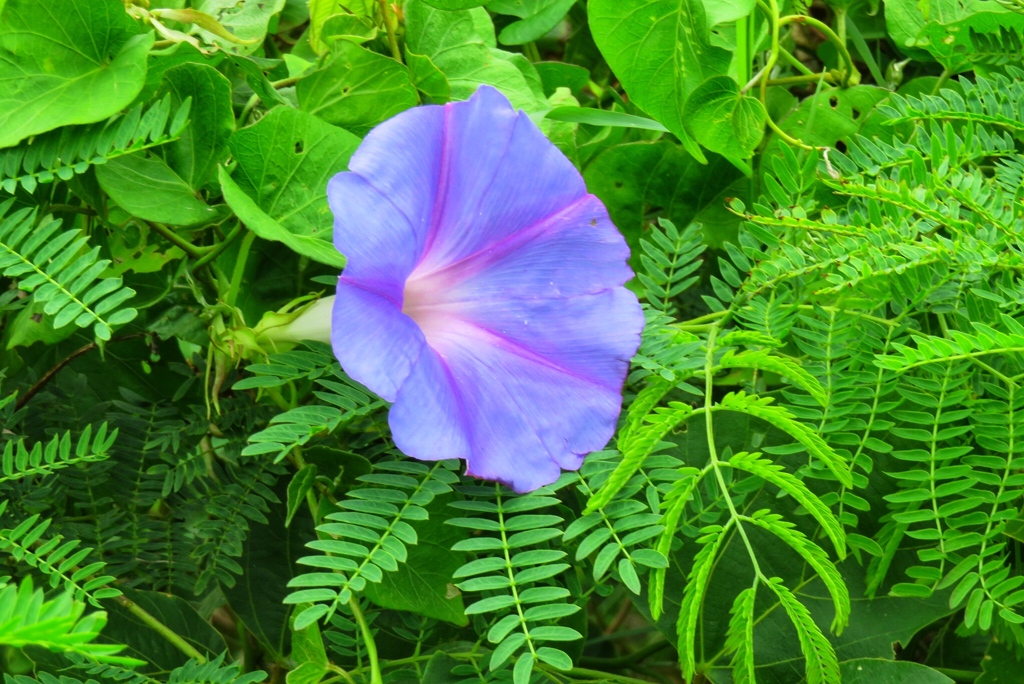 離島の花5-5