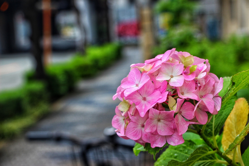 雨上がりの紫陽花5-5